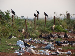 Lixo domestico jogado na beira da strada sentido Cohab II/ Lixão Municipal