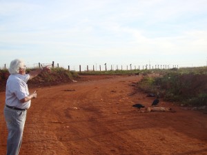 Lixo e animais mortos chamam atenção de urubus