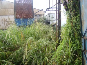 Grande quantidade de mato no terreno da empresa abandonada